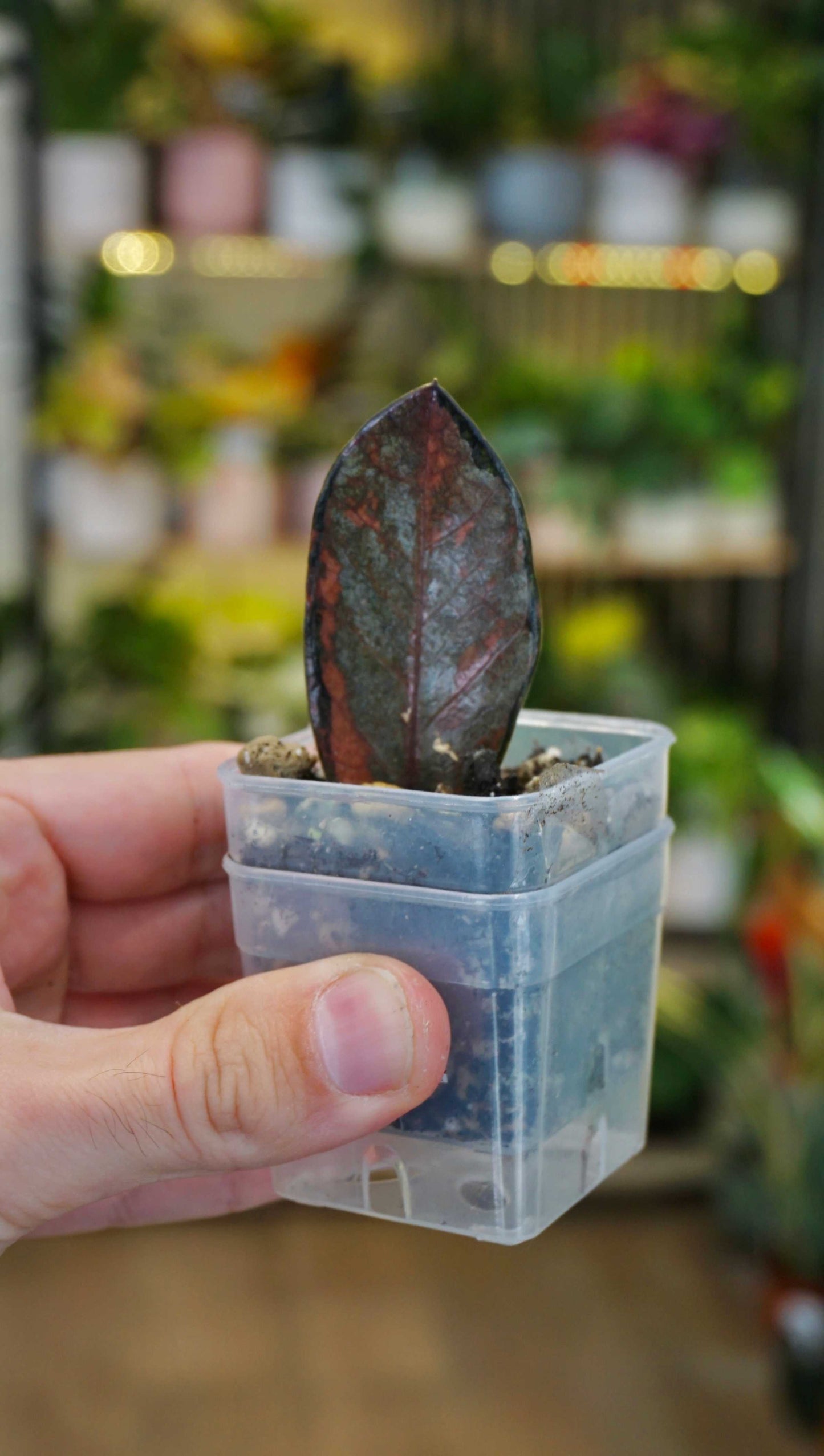 ZZ Raven Variegata studio plantes rares jungle jardinerie strasbourg rare plant shop online pflanzen