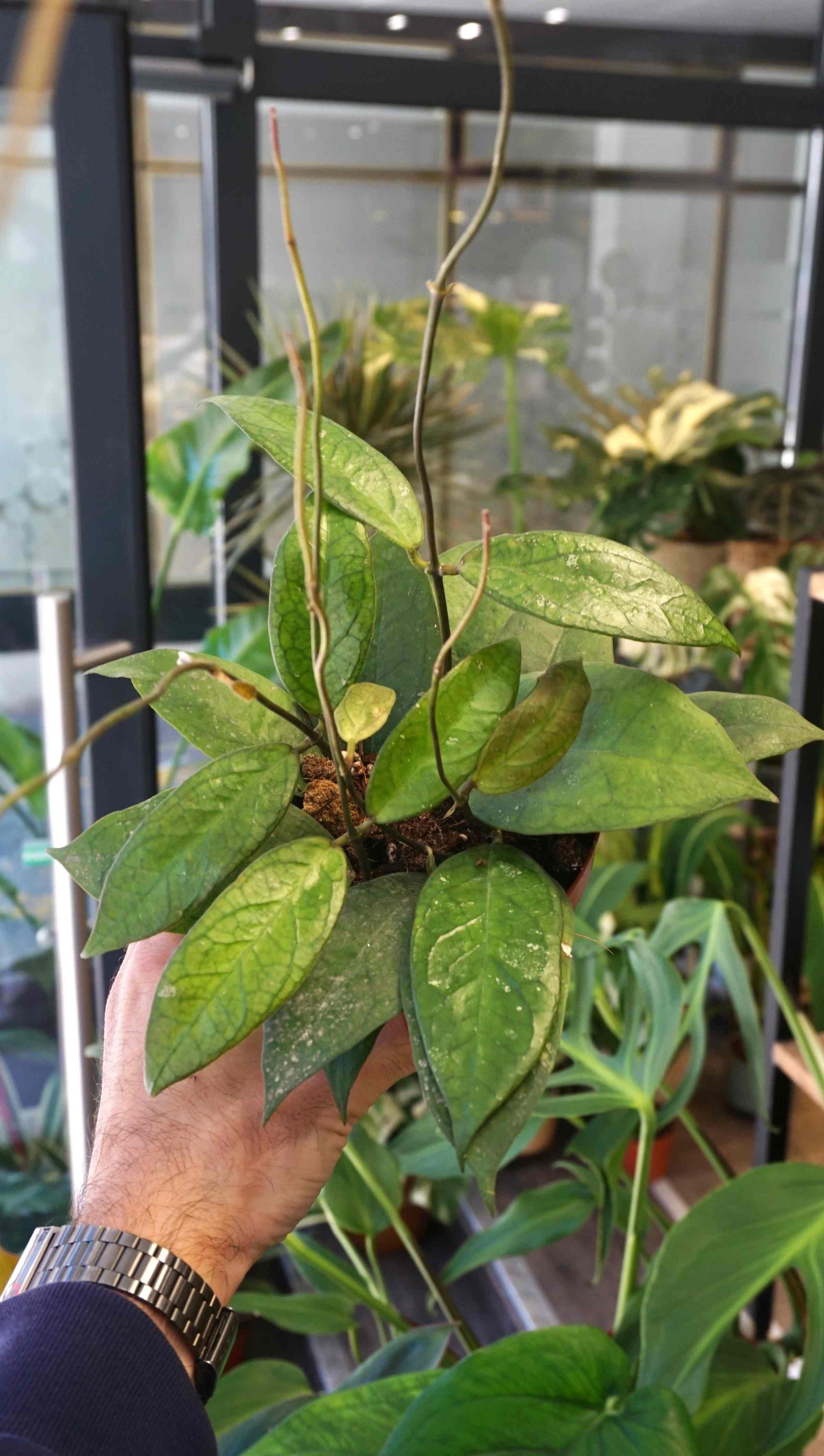 Hoya Tequila Sunrise studio plantes rares jungle jardinerie strasbourg rare plant shop online pflanzen