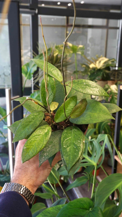 Hoya Tequila Sunrise studio plantes rares jungle jardinerie strasbourg rare plant shop online pflanzen