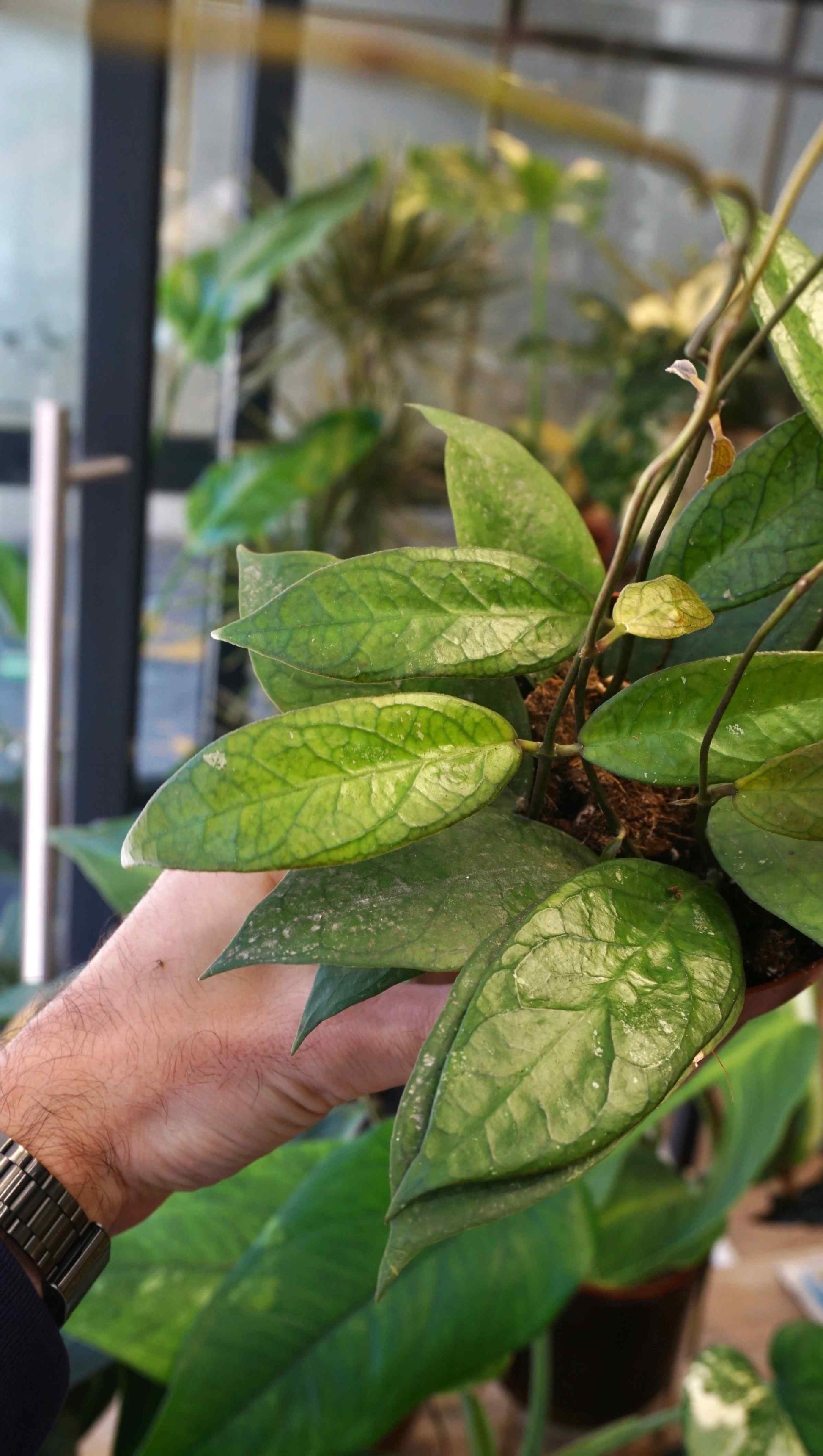 Hoya Tequila Sunrise studio plantes rares jungle jardinerie strasbourg rare plant shop online pflanzen