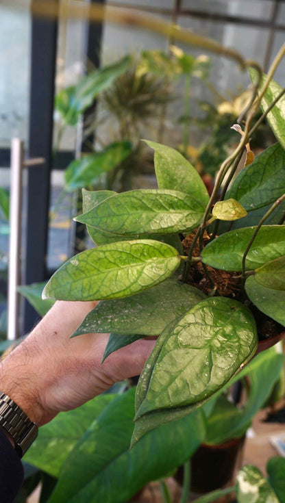 Hoya Tequila Sunrise studio plantes rares jungle jardinerie strasbourg rare plant shop online pflanzen