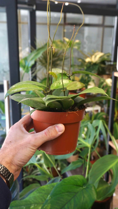 Hoya Tequila Sunrise studio plantes rares jungle jardinerie strasbourg rare plant shop online pflanzen