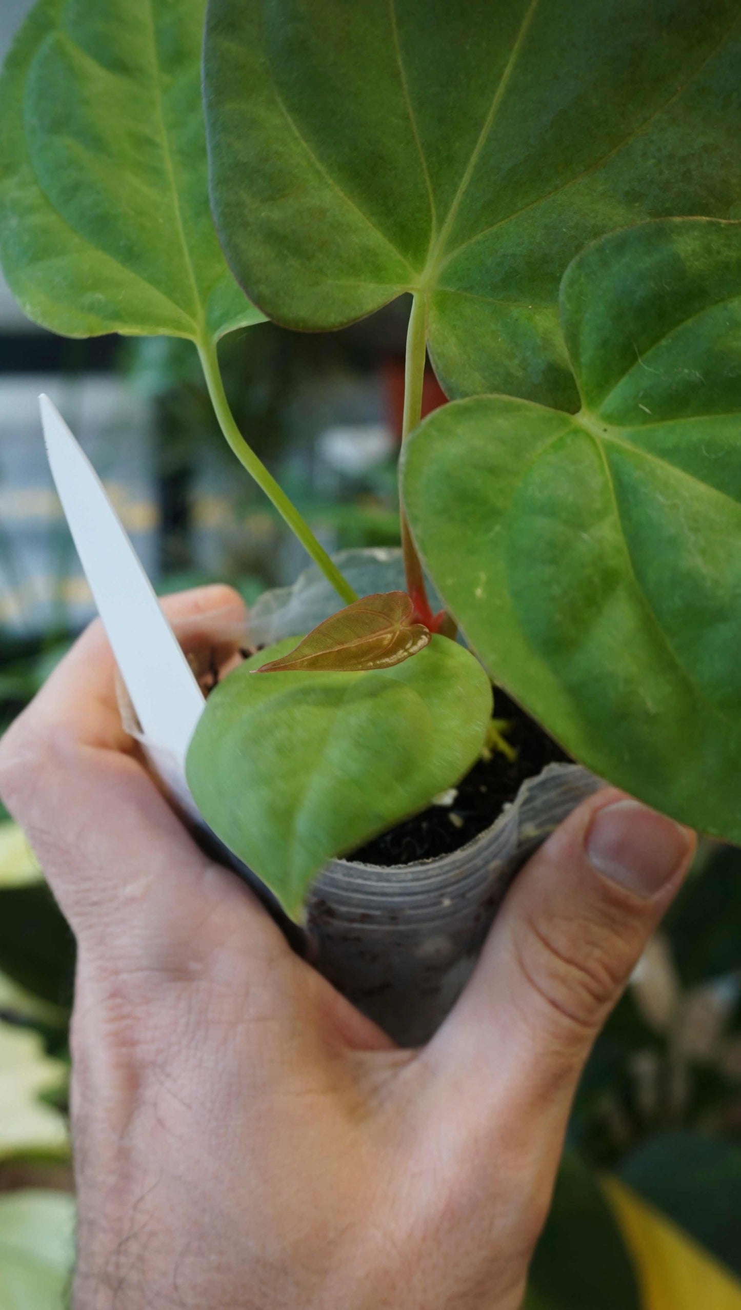 Anthurium Inox by Young Botanist