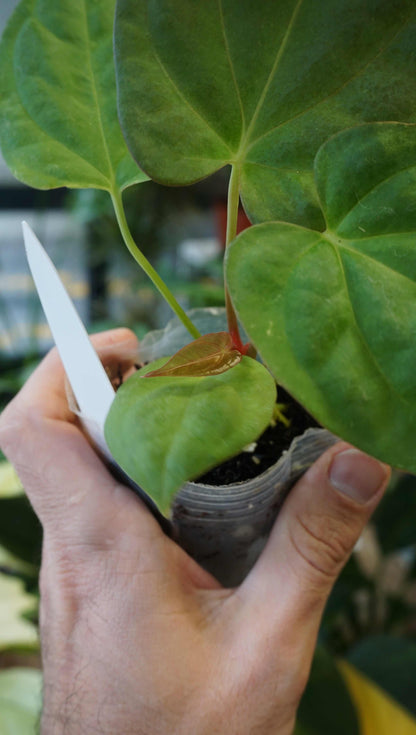 Anthurium Inox by Young Botanist