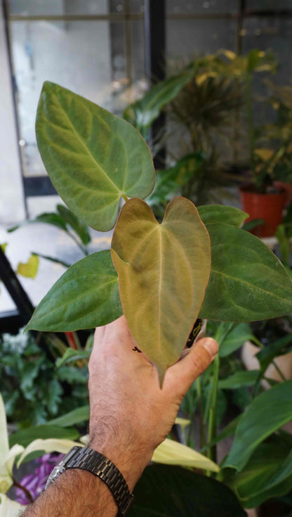 Anthurium Inox by Young Botanist