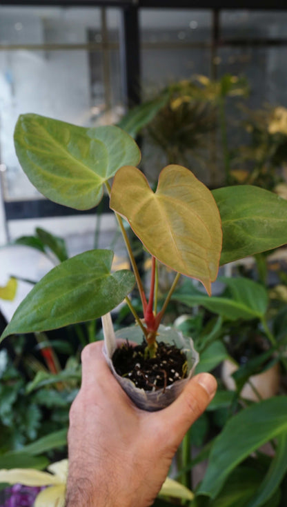 Anthurium Inox by Young Botanist