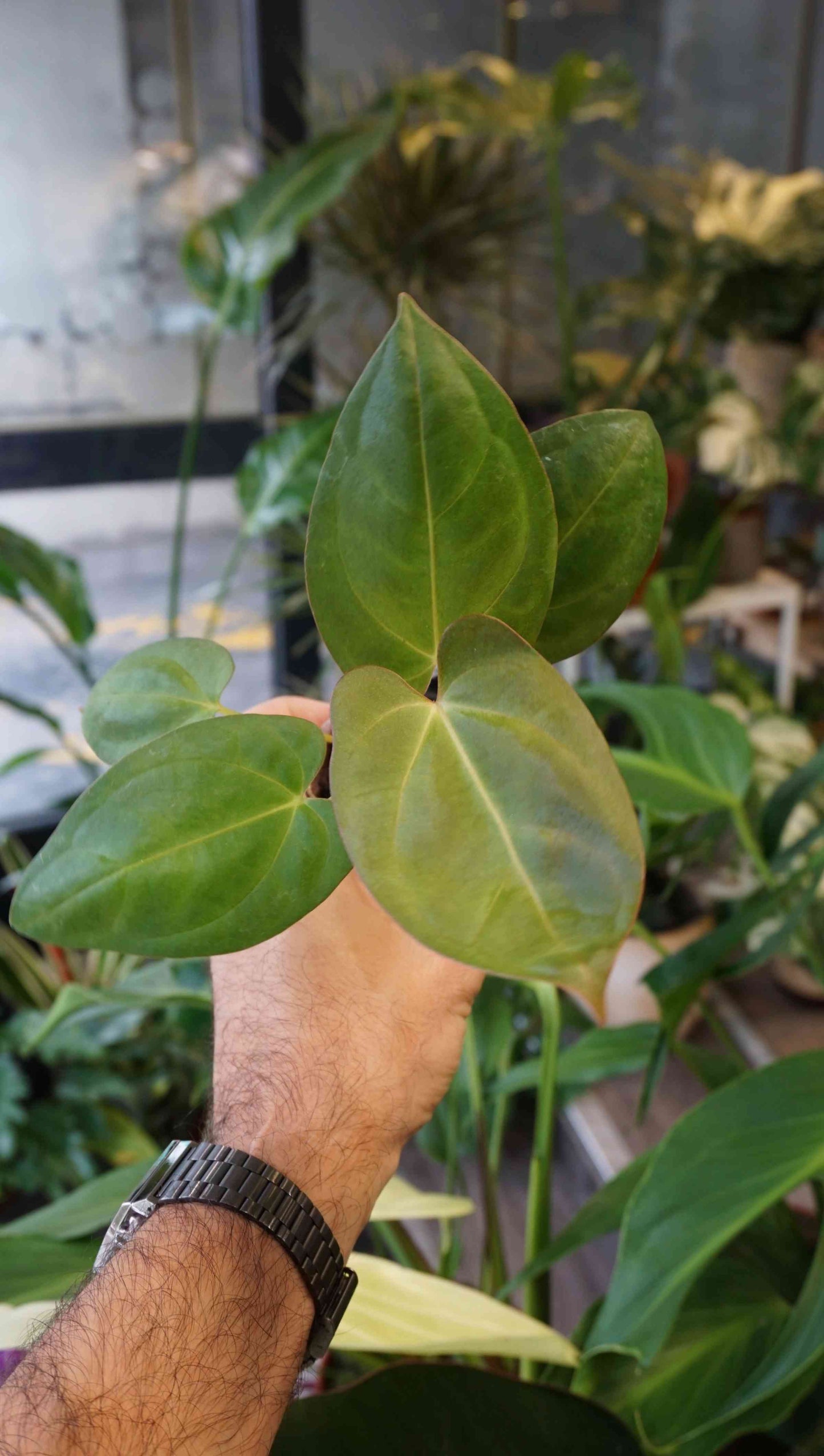 Anthurium Inox by Young Botanist