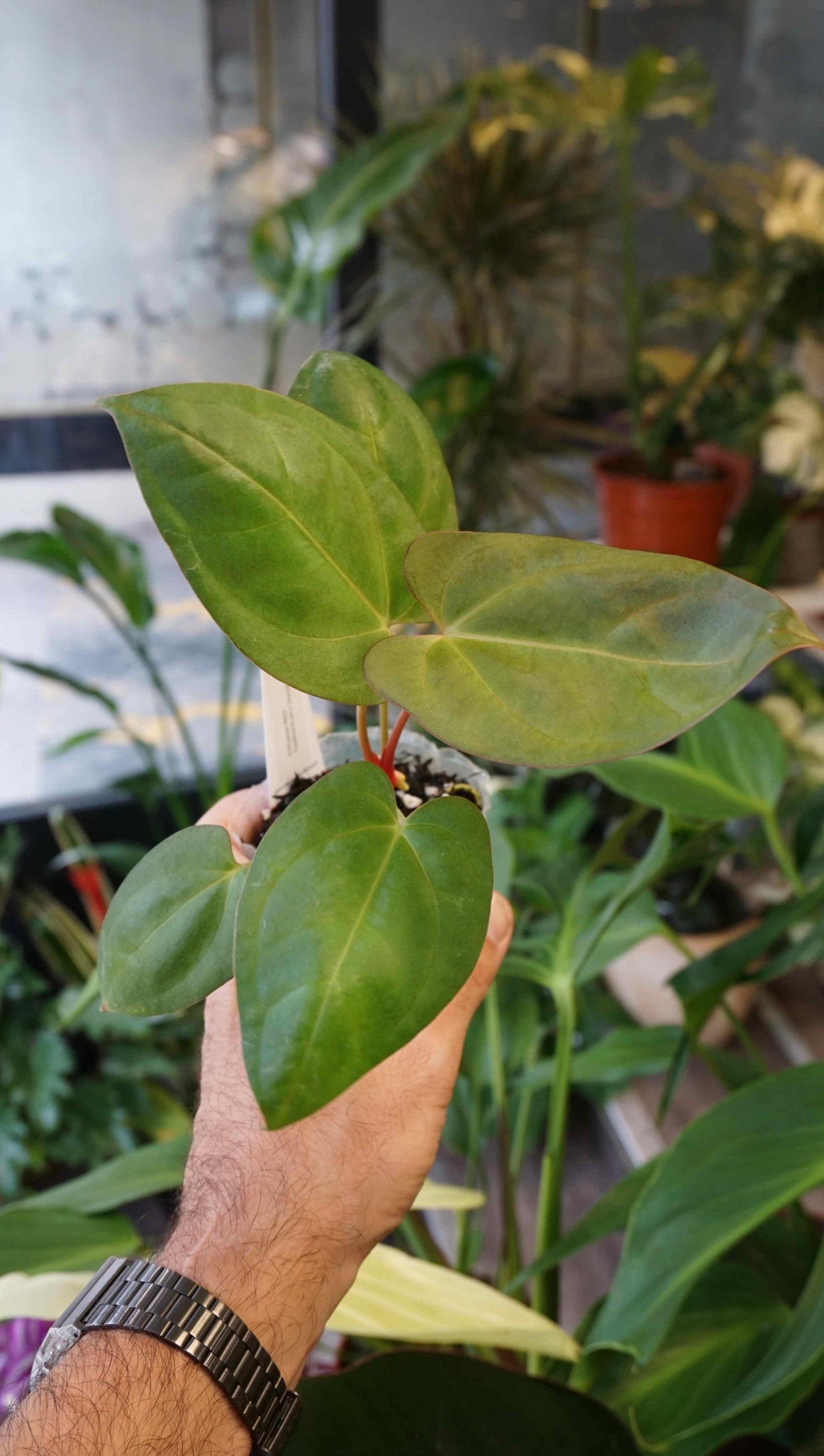 Anthurium Inox by Young Botanist