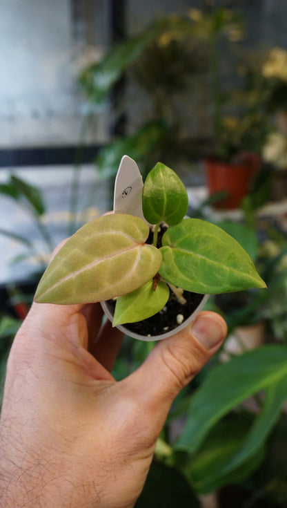 Anthurium Carbone von Young Botanist