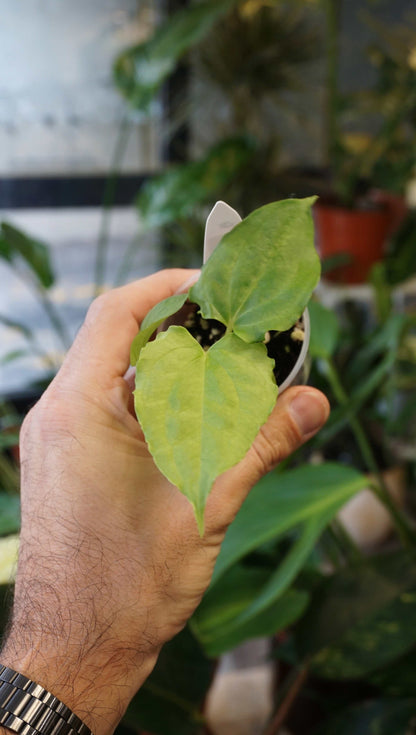 Anthurium Debile x Papillilaminum von Young Botanist