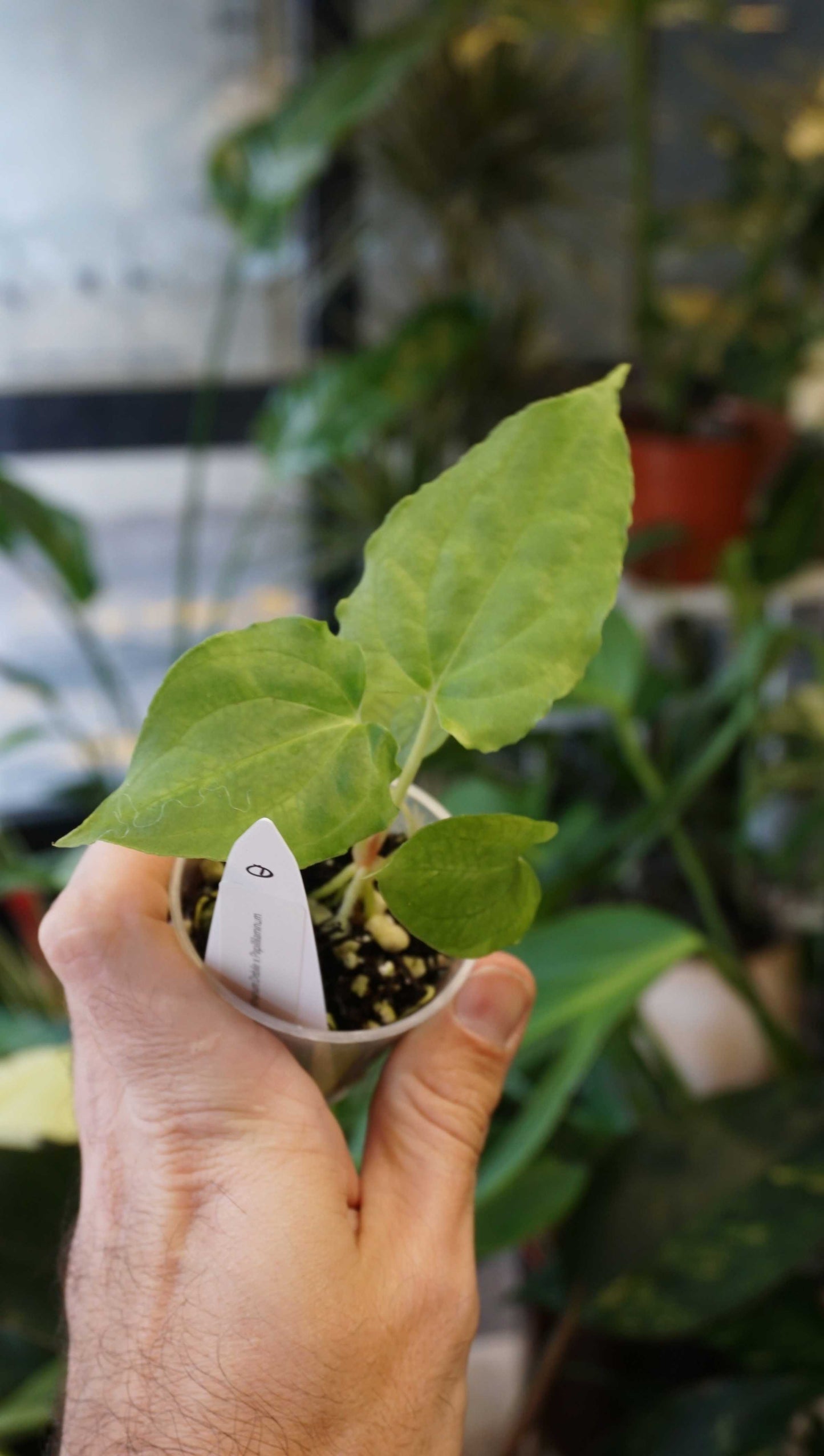 Anthurium Debile x Papillilaminum von Young Botanist