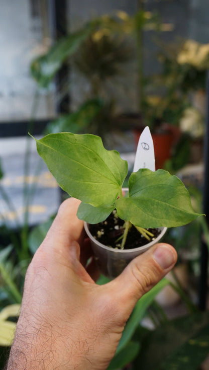 Anthurium Debile x Papillilaminum von Young Botanist