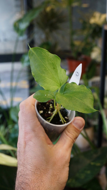 Anthurium Debile x Papillilaminum von Young Botanist