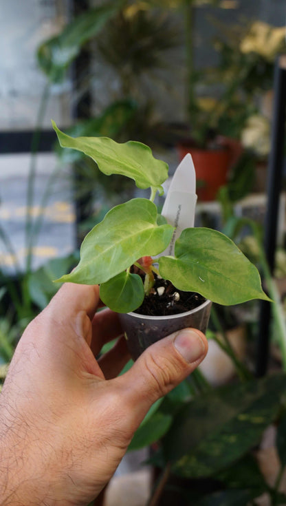 Anthurium Debile x Papillilaminum von Young Botanist