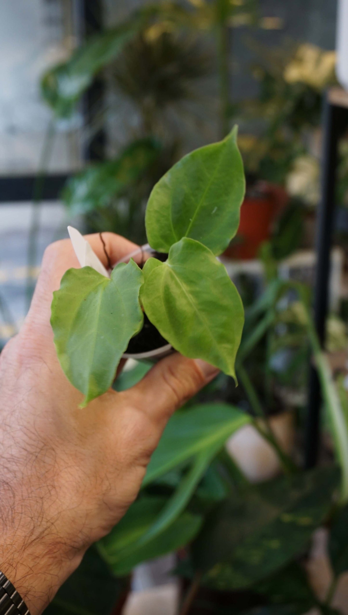 Anthurium Debile x Papillilaminum von Young Botanist