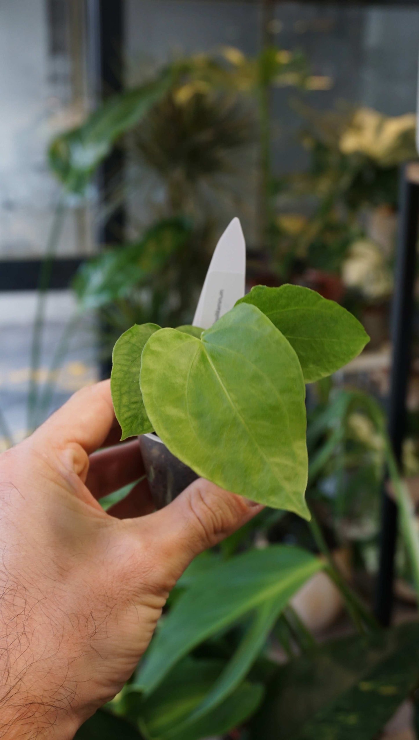 Anthurium Debile x Papillilaminum von Young Botanist