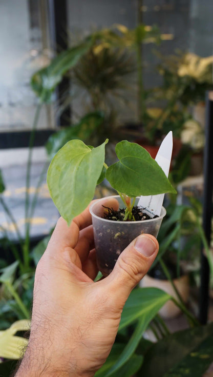 Anthurium Debile x Papillilaminum von Young Botanist