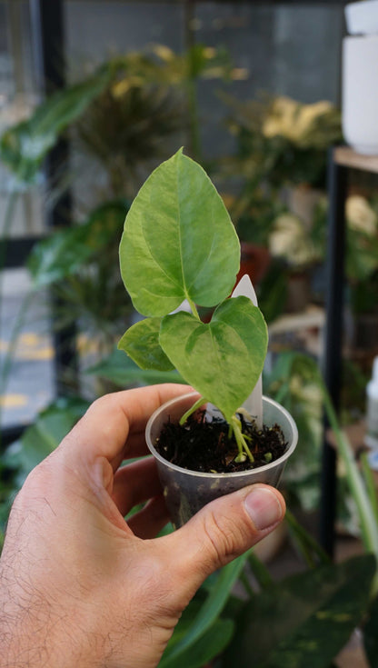 Anthurium Debile x Papillilaminum von Young Botanist