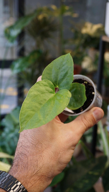Anthurium Debile x Papillilaminum von Young Botanist