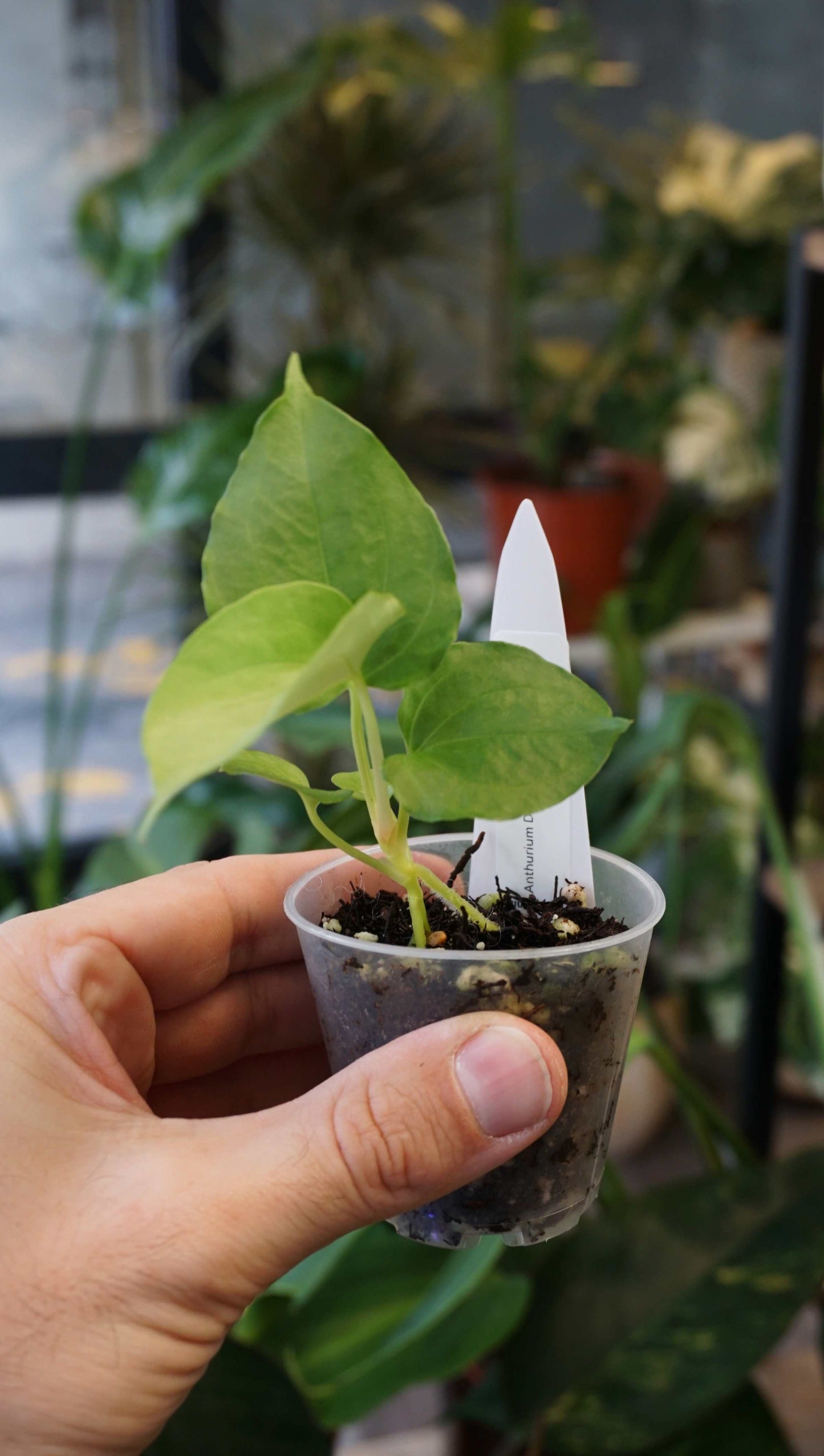 Anthurium Debile x Papillilaminum von Young Botanist