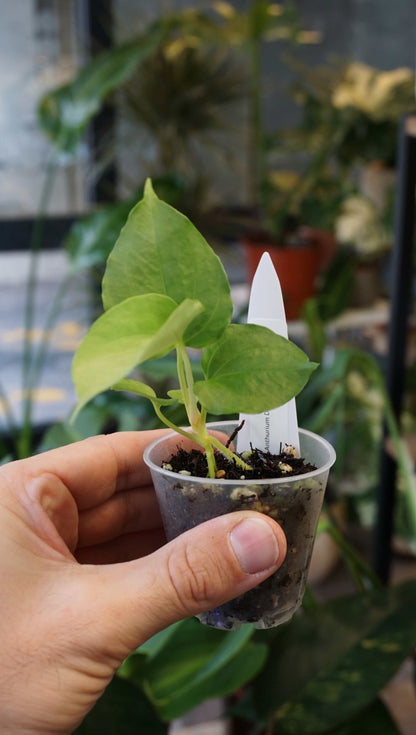 Anthurium Debile x Papillilaminum von Young Botanist