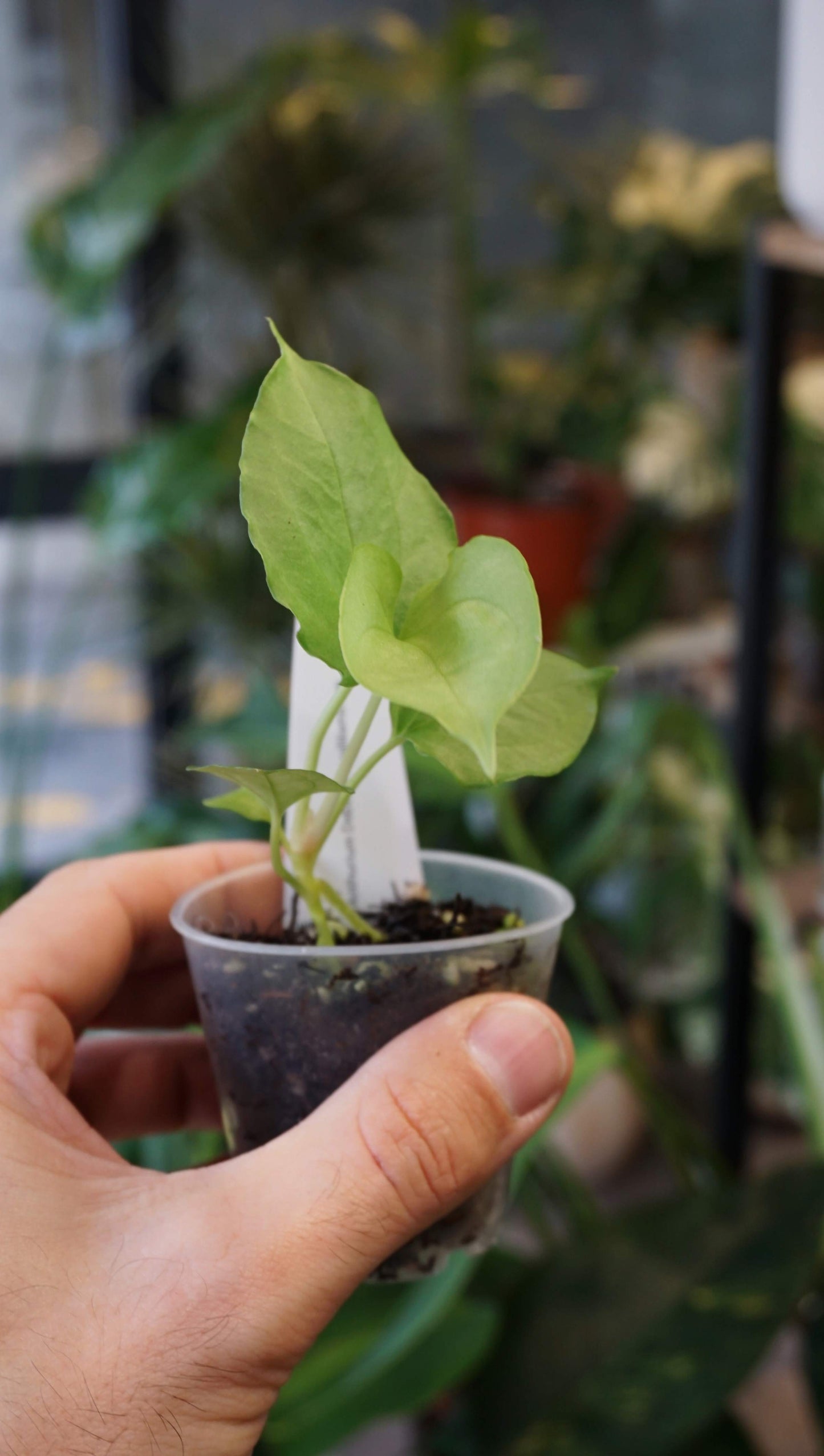Anthurium Debile x Papillilaminum von Young Botanist