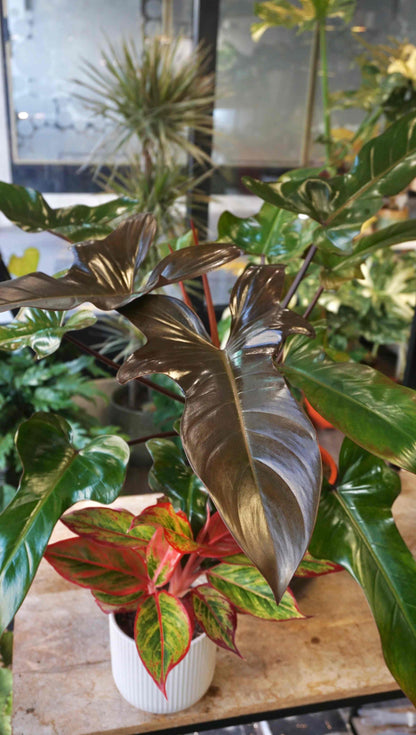 Philodendron Florida Bronze XL - in store only