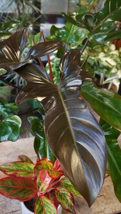 Philodendron Florida Bronze XL - in store only