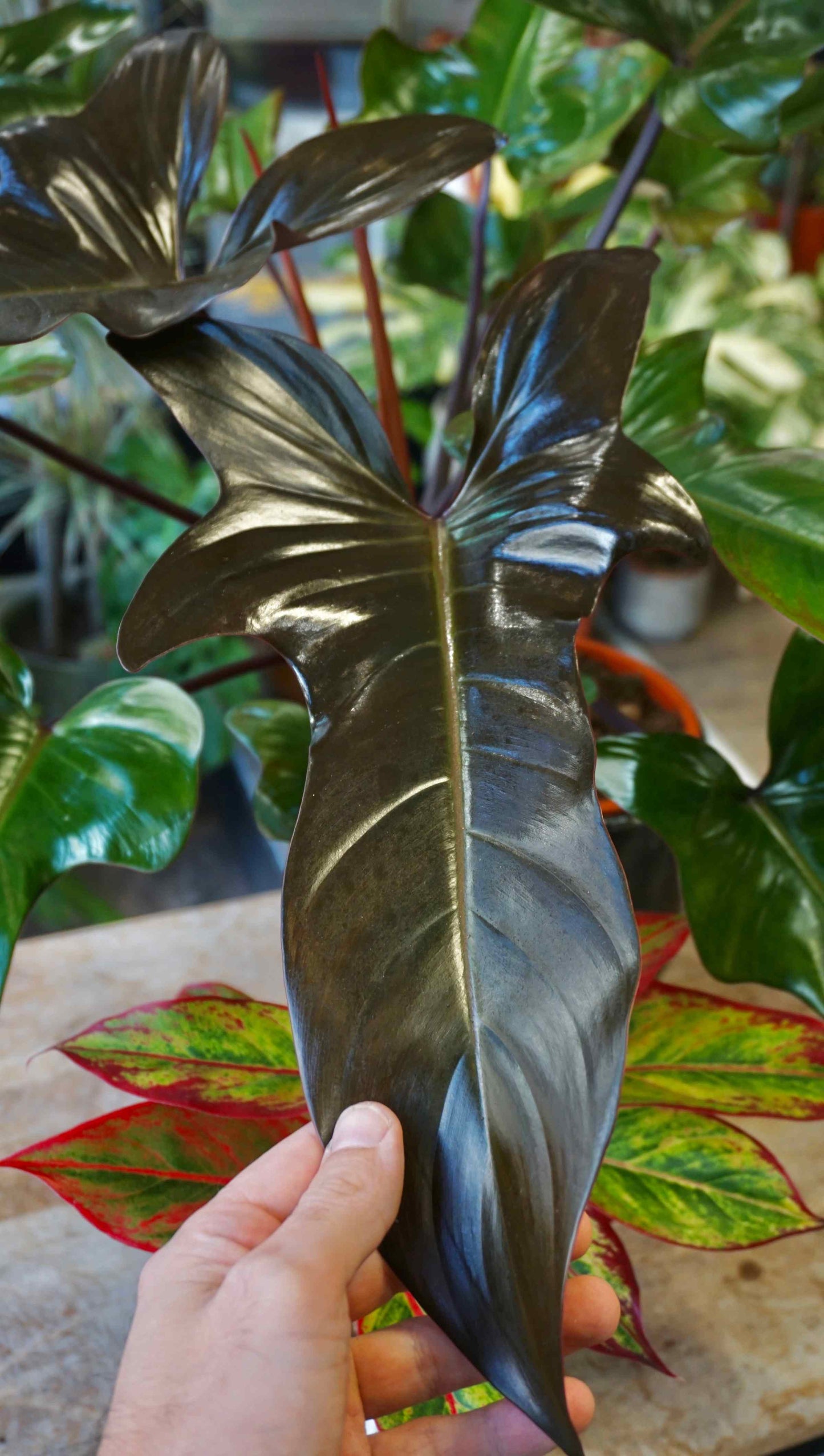 Philodendron Florida Bronze XL - in store only