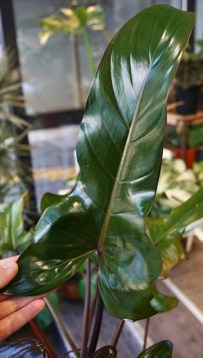 Philodendron Florida Bronze XL - in store only