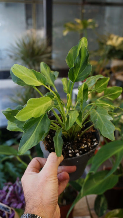 Philodendron Xanadu Variegata studio plantes rares jungle jardinerie strasbourg rare plant shop online pflanzen