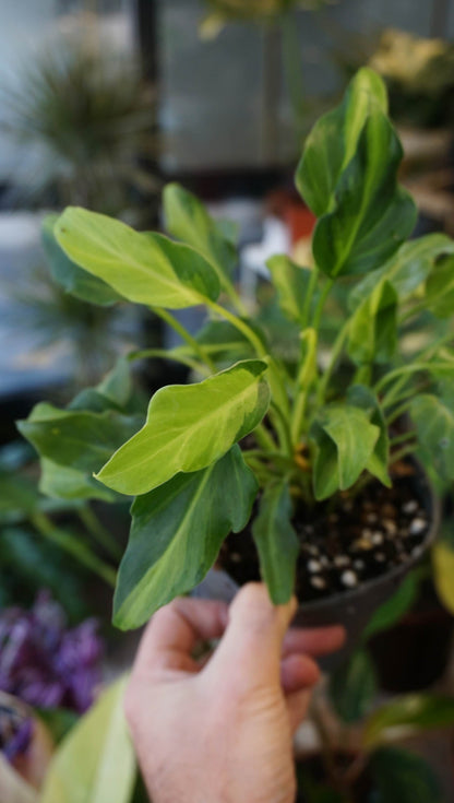 Philodendron Xanadu Variegata studio plantes rares jungle jardinerie strasbourg rare plant shop online pflanzen