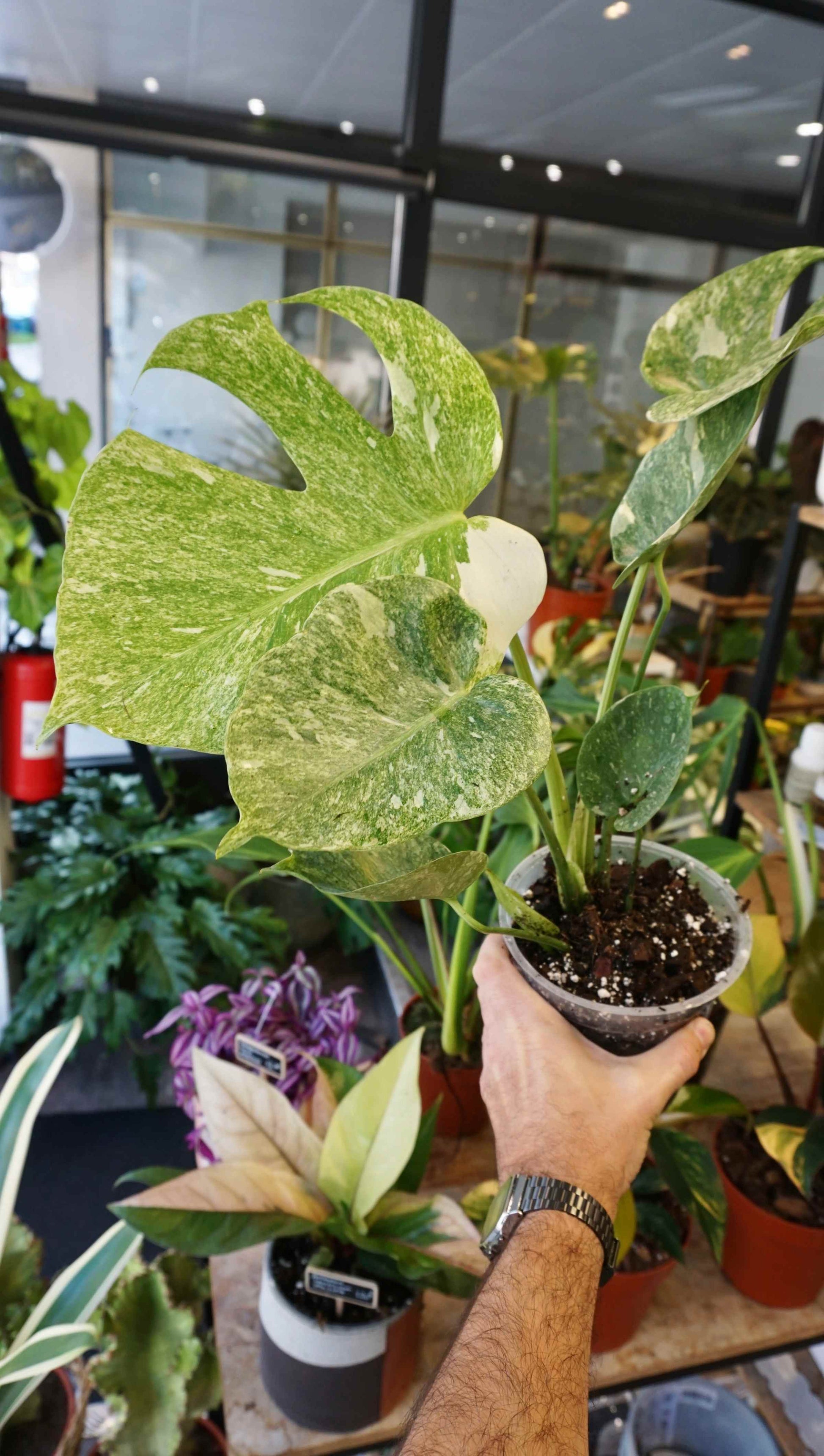 Monstera Platinum studio plantes rares jungle jardinerie strasbourg rare plant shop online pflanzen