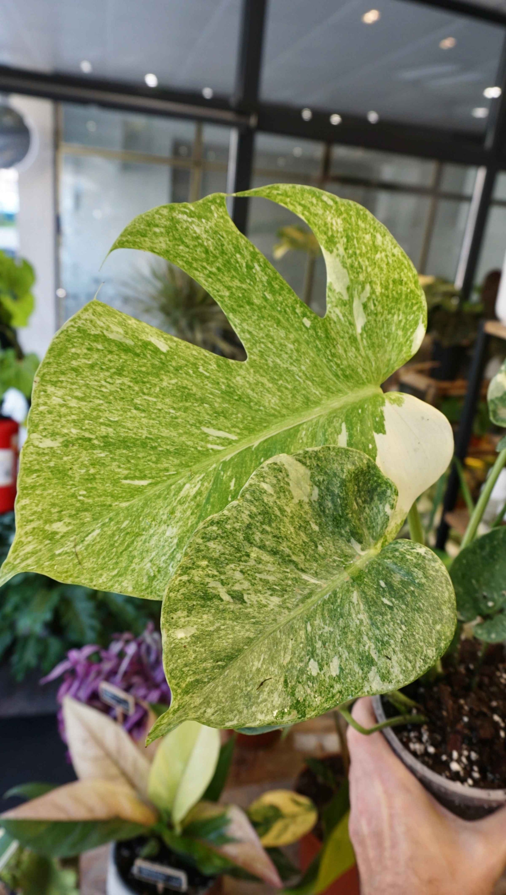 Monstera Platinum studio plantes rares jungle jardinerie strasbourg rare plant shop online pflanzen