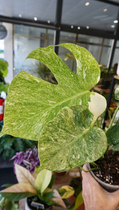 Monstera Platinum studio plantes rares jungle jardinerie strasbourg rare plant shop online pflanzen