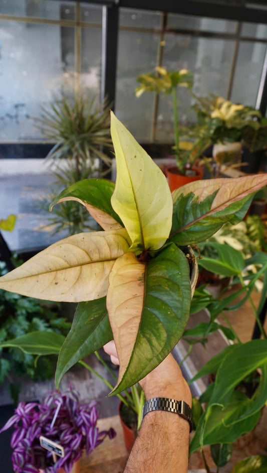 Anthurium Hookery Pink Variegata studio plantes rares jungle jardinerie strasbourg rare plant shop online pflanzen