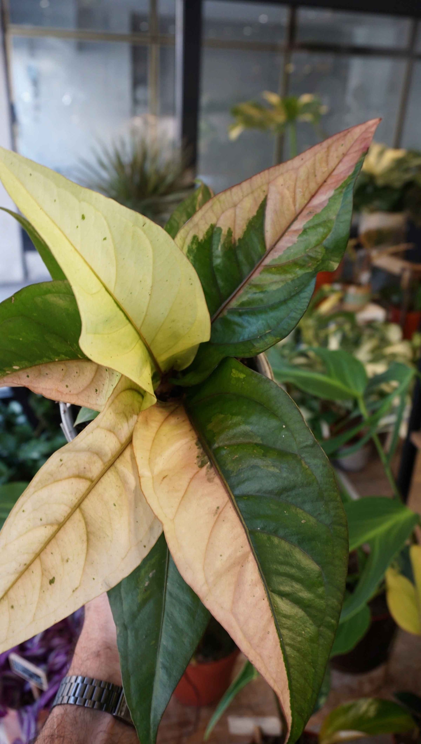 Anthurium Hookery Pink Variegata studio plantes rares jungle jardinerie strasbourg rare plant shop online pflanzen