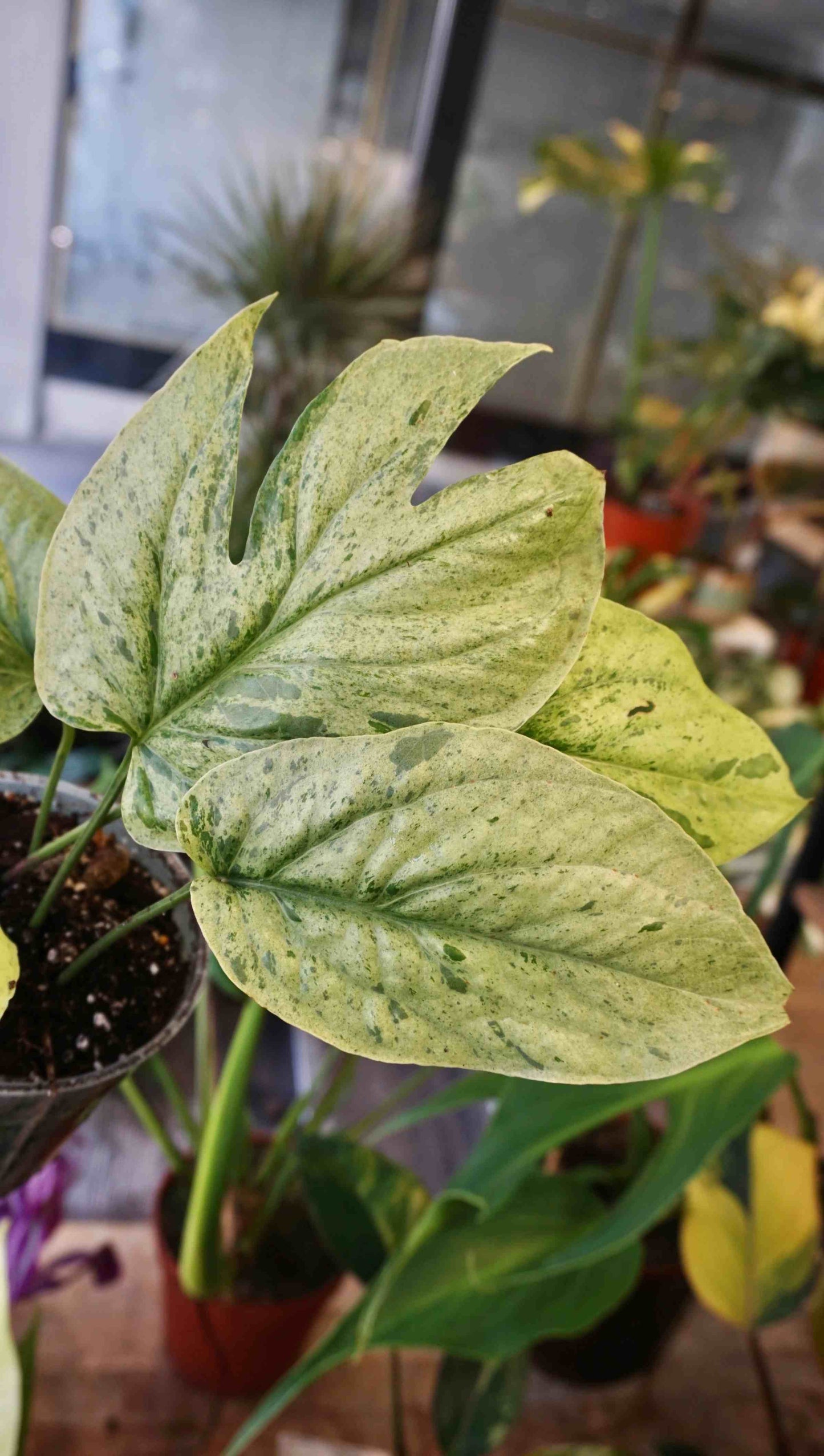 Amydrium Galaxy studio plantes rares jungle jardinerie strasbourg rare plant shop online pflanzen