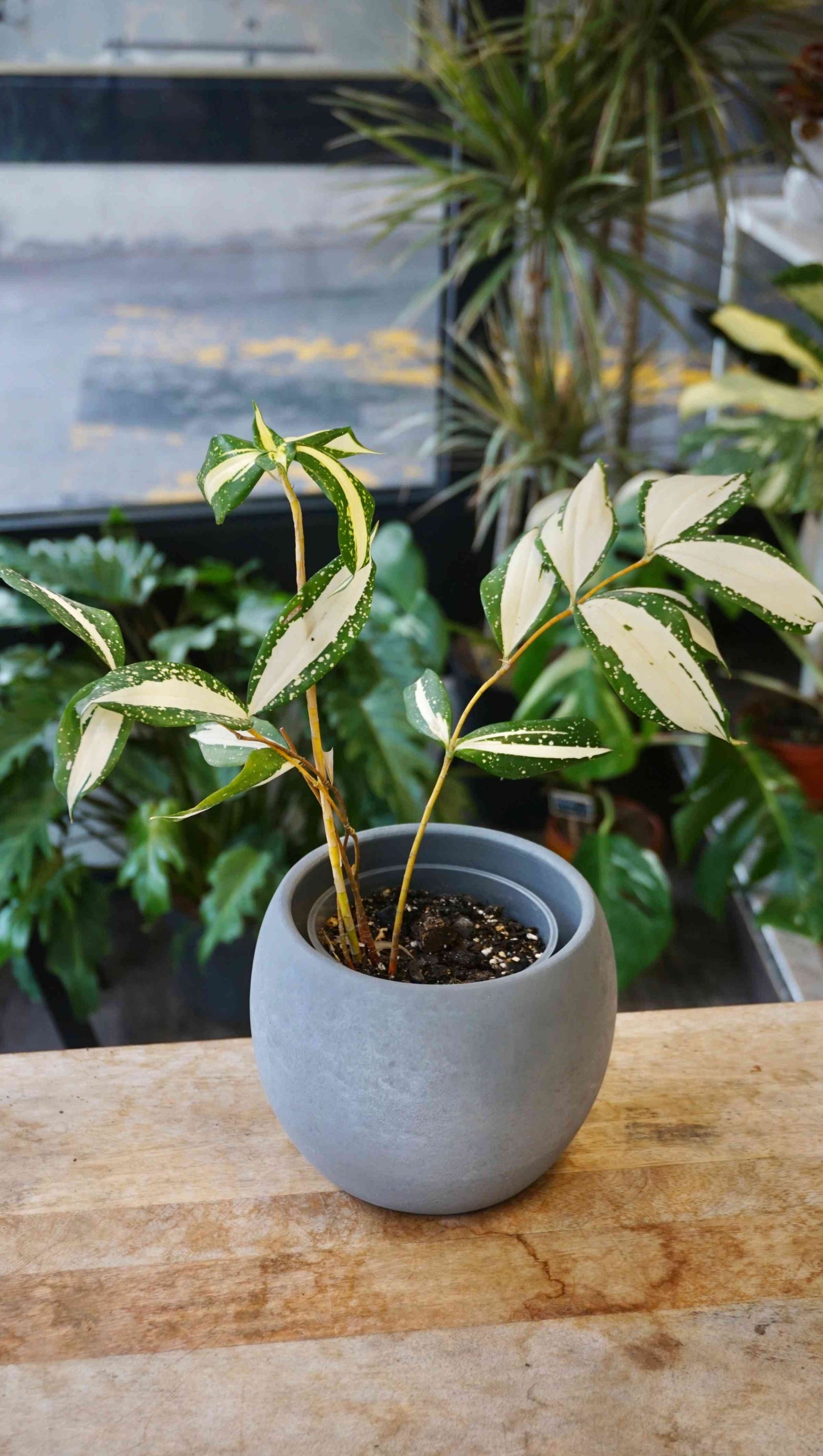 Dracaena Milchstraße