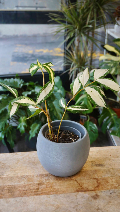 Dracaena Milchstraße