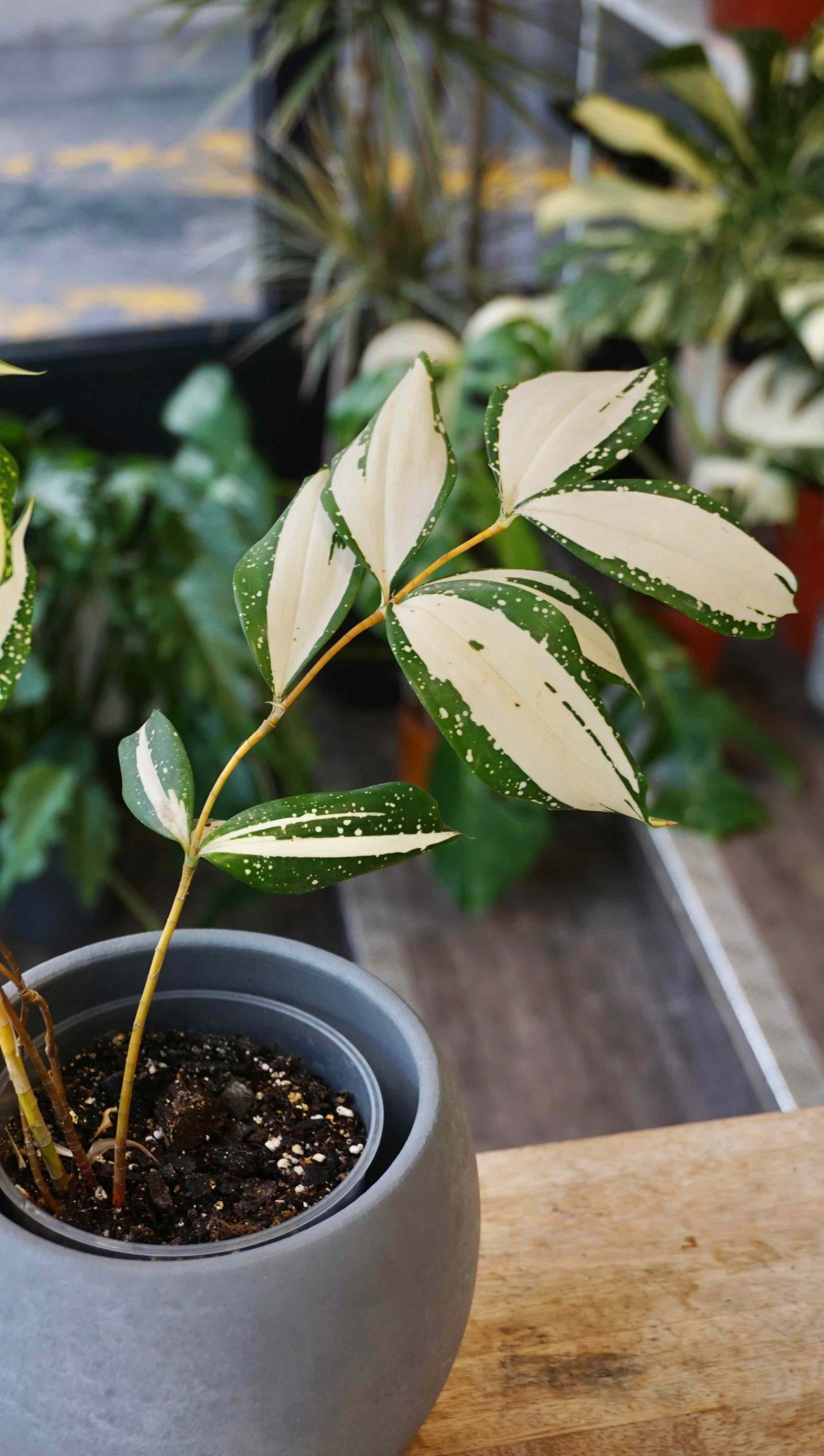 Dracaena Milchstraße