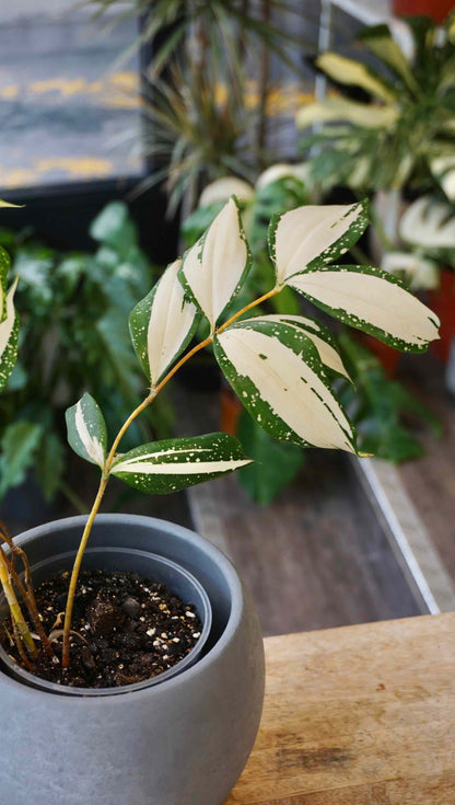 Dracaena Milchstraße