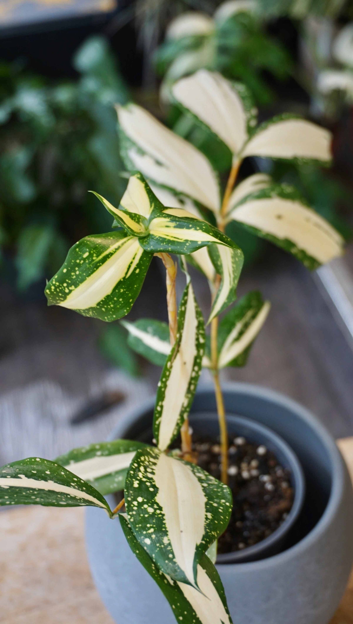 Dracaena Milchstraße