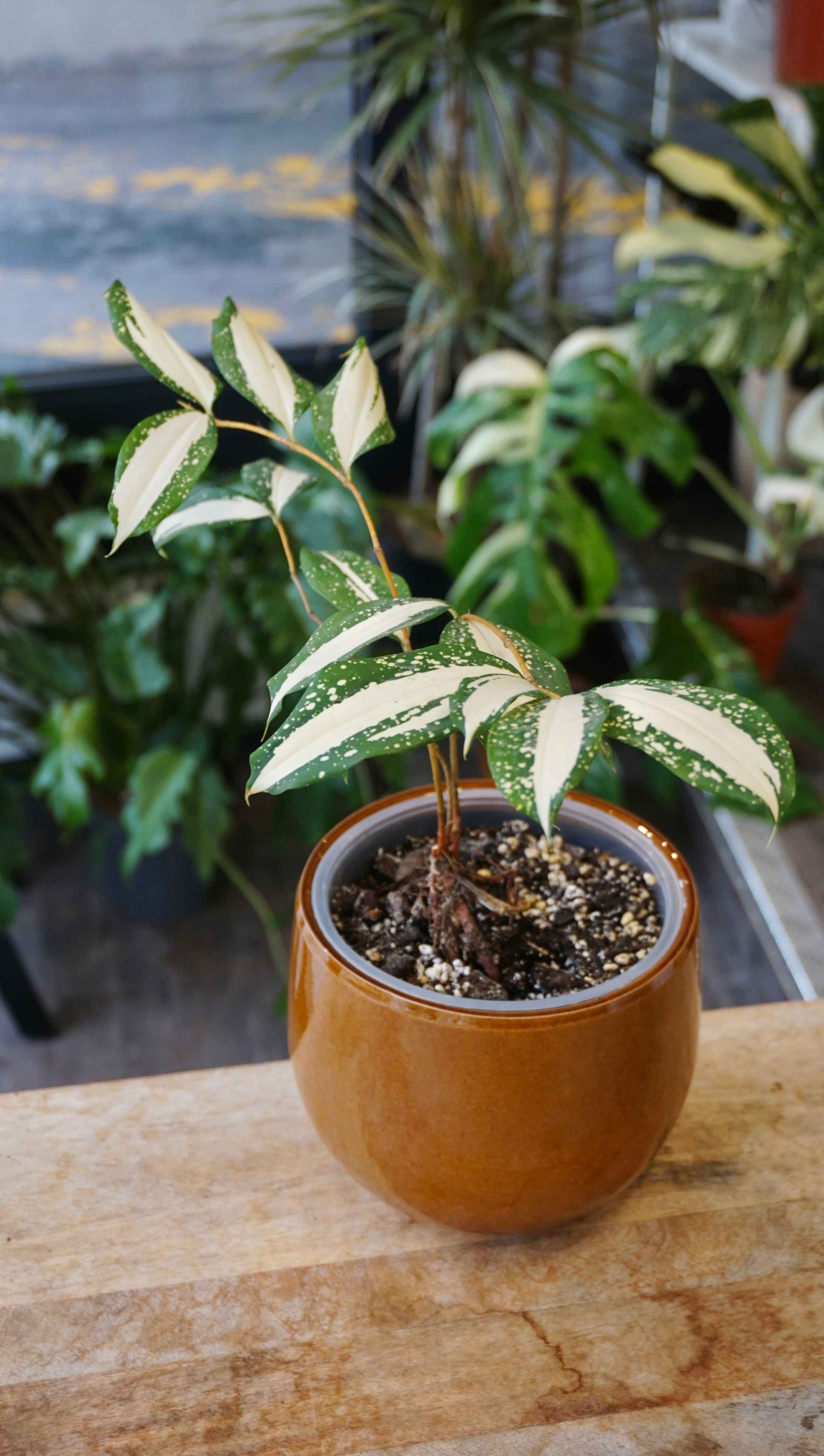 dracaena milky way for sale Dracaena Milky Way - Plant Studio