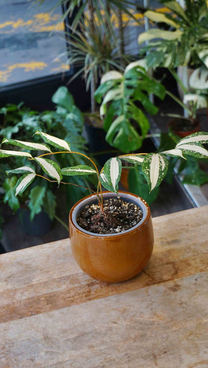 Dracaena Milchstraße