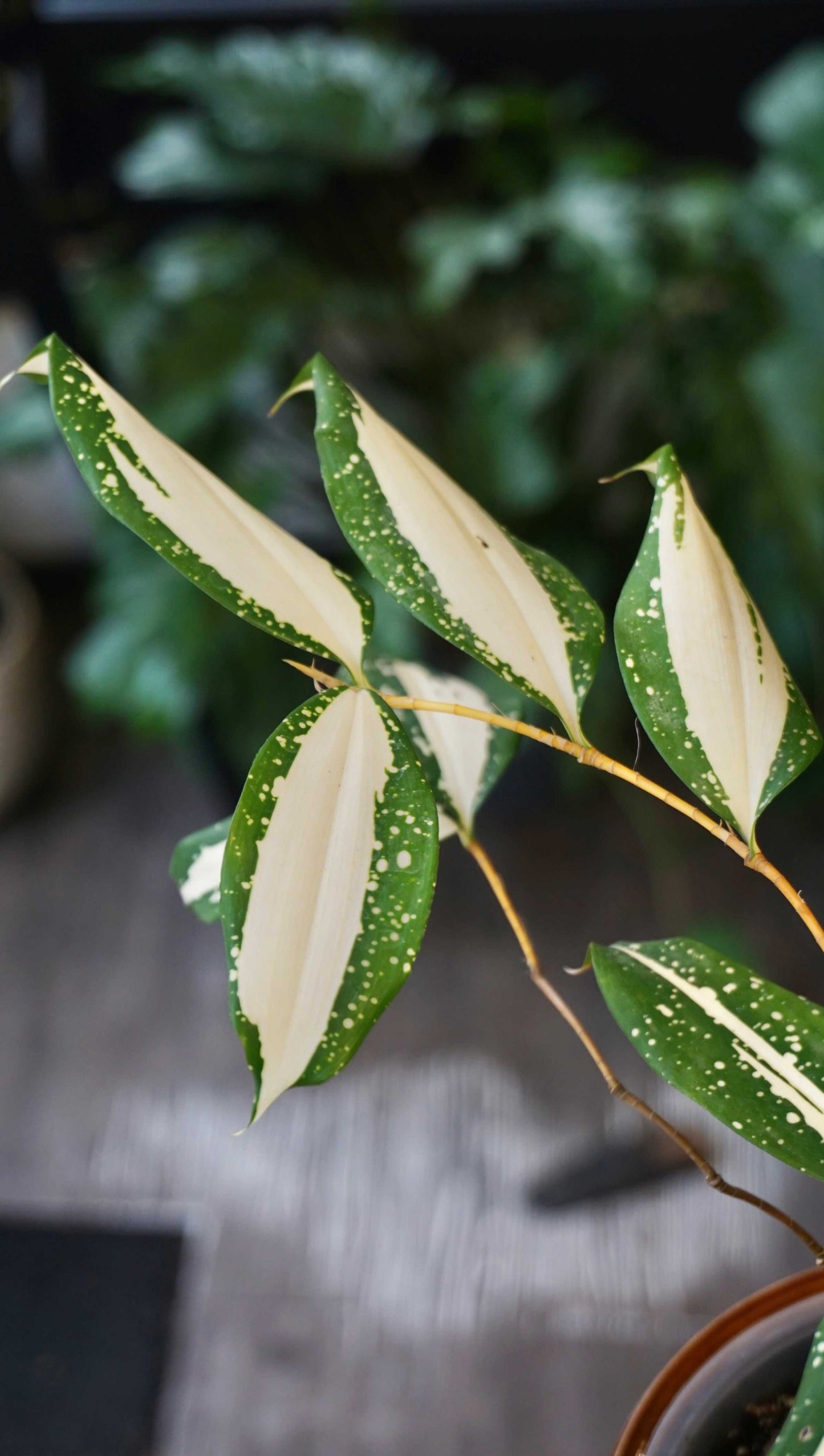 Dracaena Milchstraße