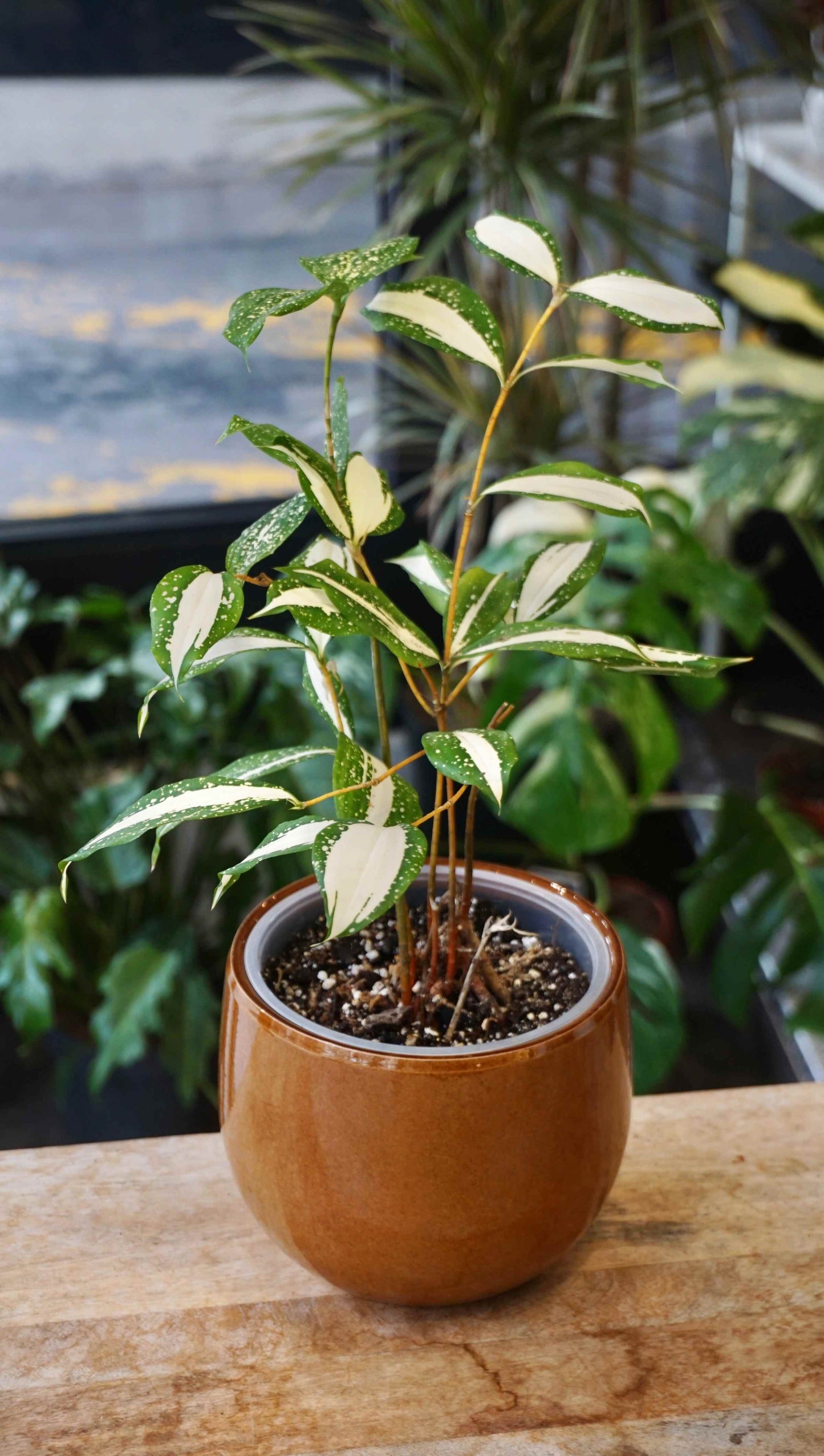 Dracaena Milchstraße