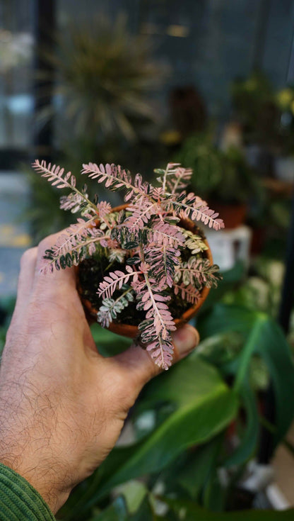Phyllanthus Urinaria Variegata studio plantes rares jungle jardinerie strasbourg rare plant shop online pflanzen