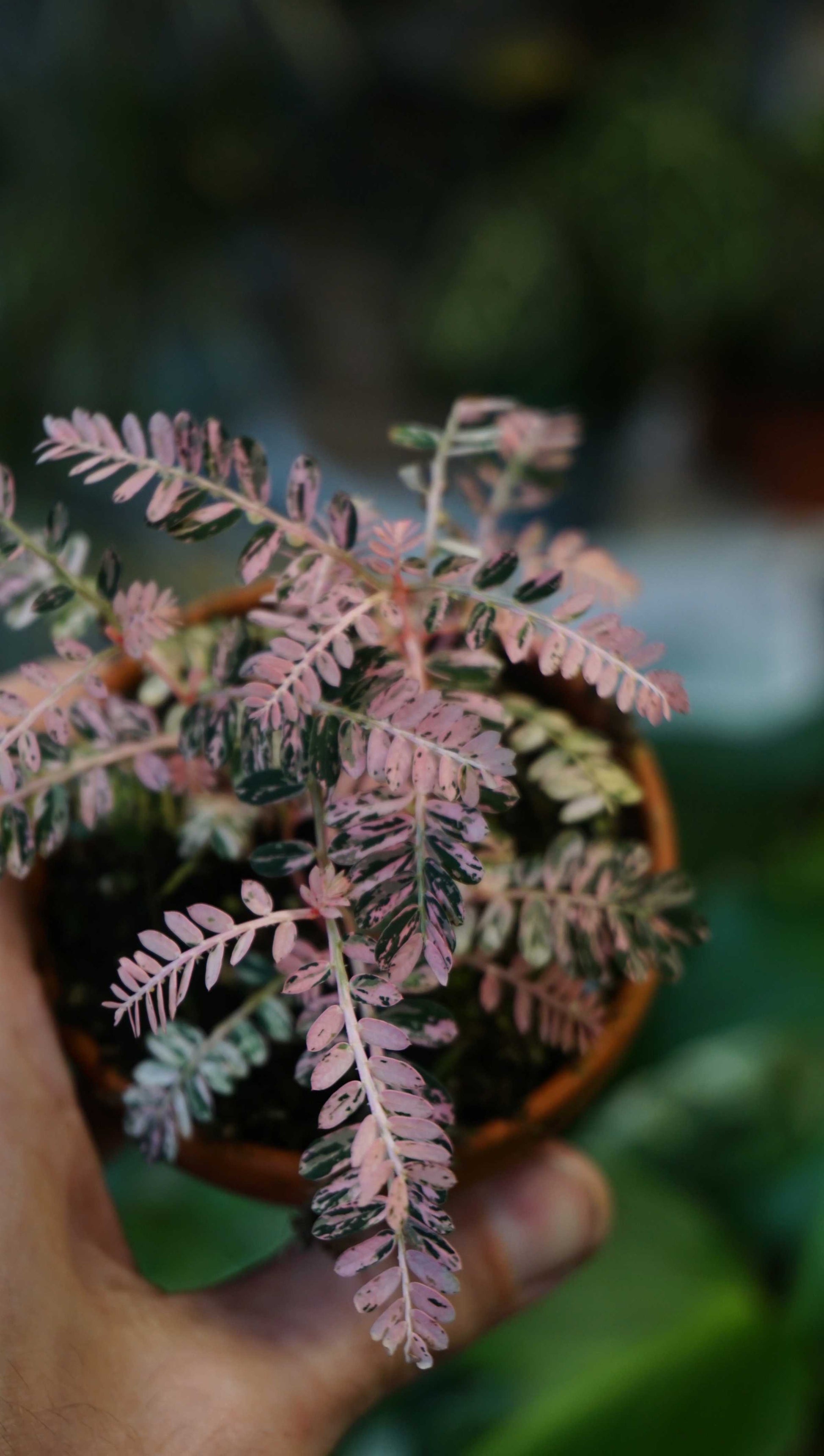 Phyllanthus Urinaria Variegata studio plantes rares jungle jardinerie strasbourg rare plant shop online pflanzen