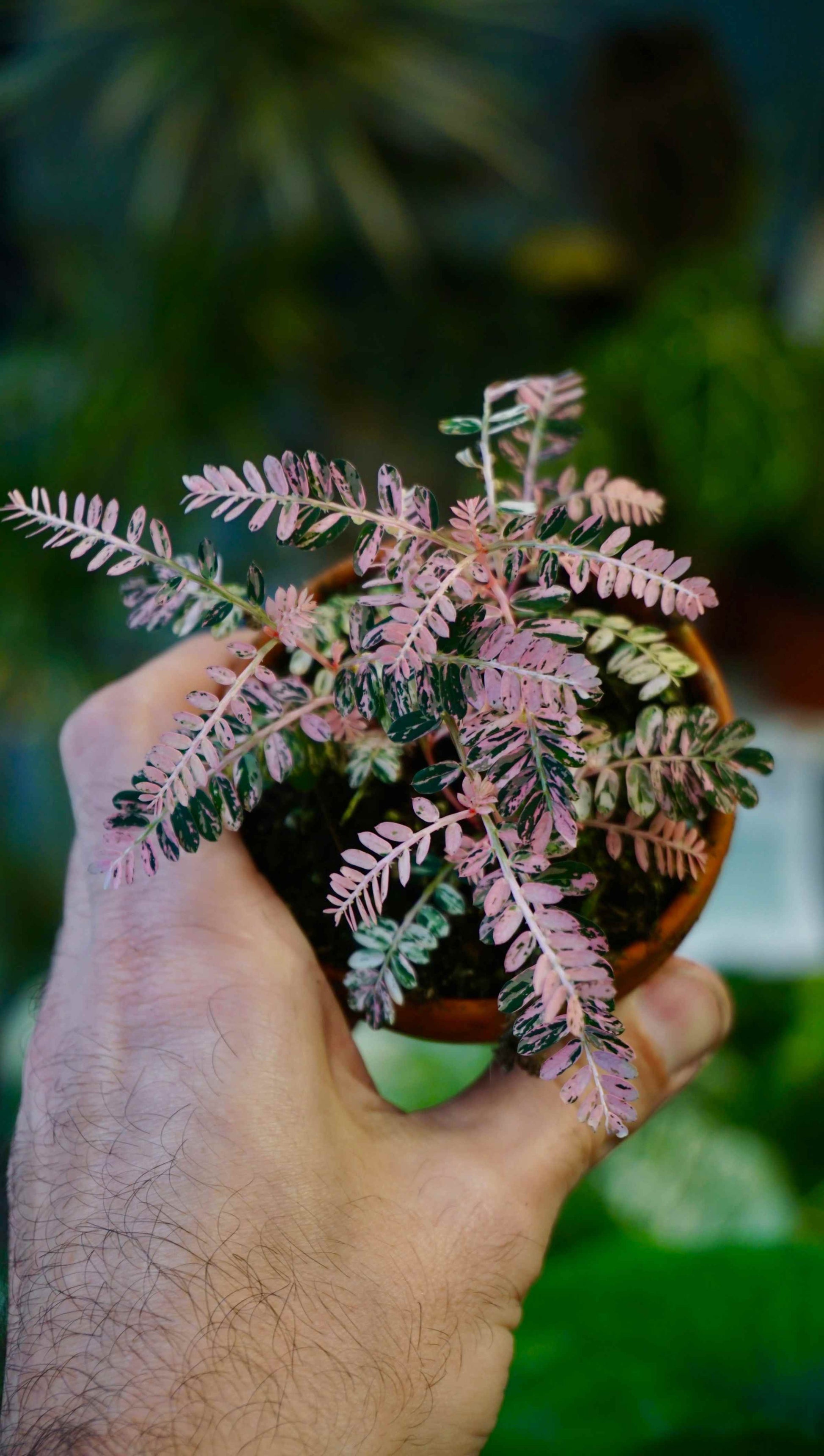 Phyllanthus Urinaria Variegata studio plantes rares jungle jardinerie strasbourg rare plant shop online pflanzen